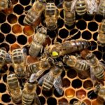 The Hive Mind and Consciousness